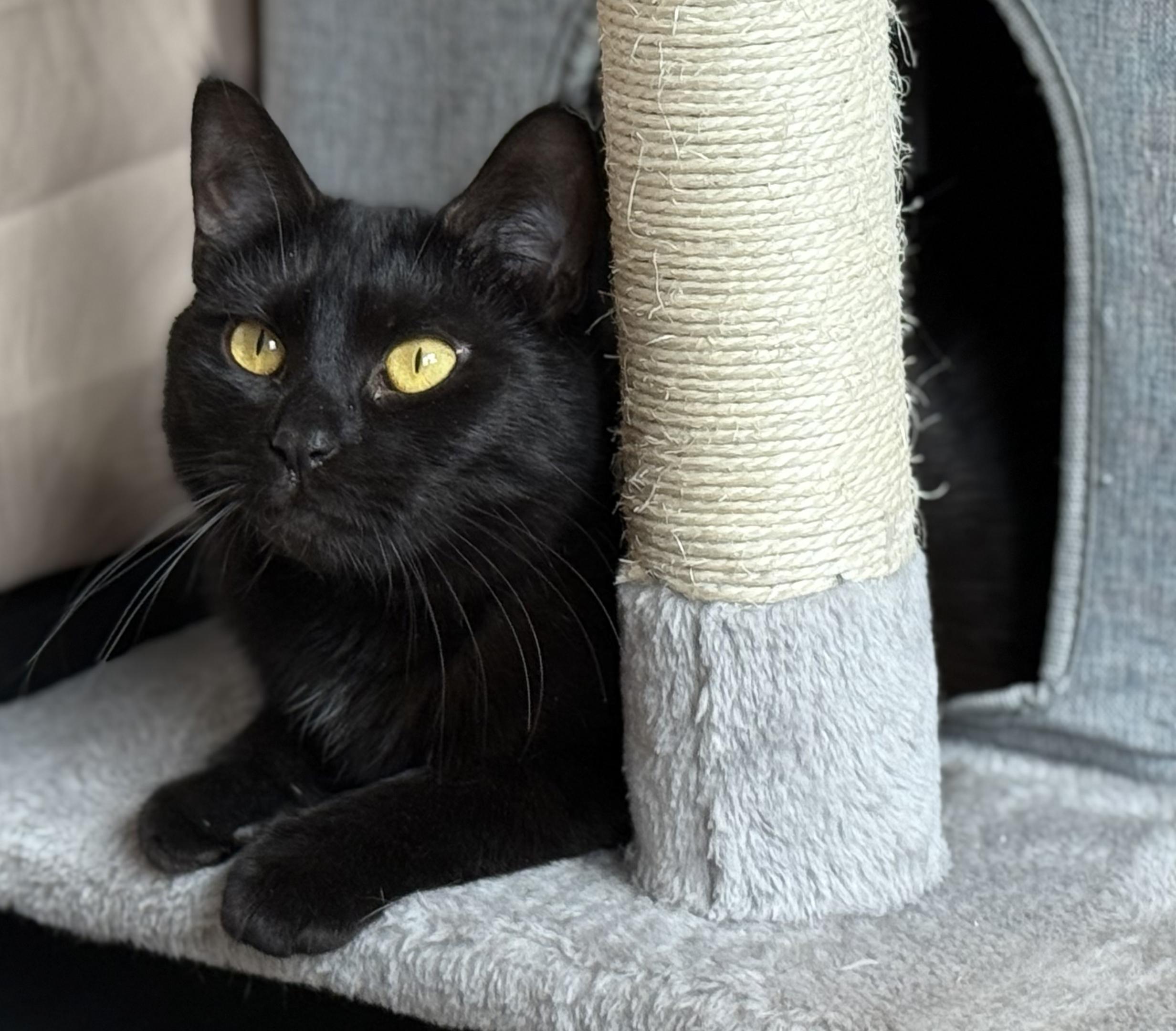 Marilyn, a Adoptable mixed breed in Richmond, VA image 6/6