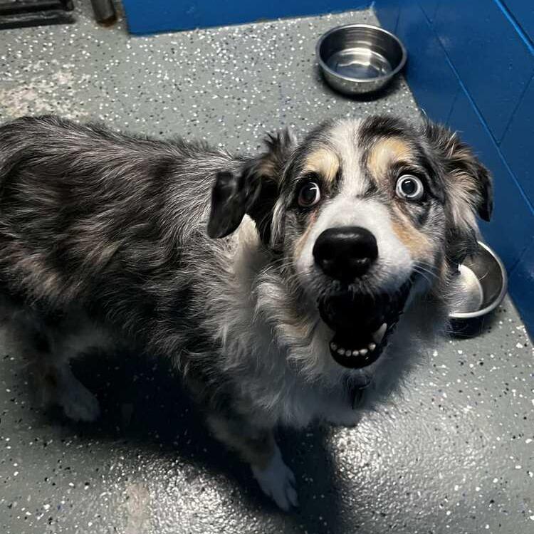 Charlie, a Adoptable Australian Shepherd in Rossville, GA image 1/4