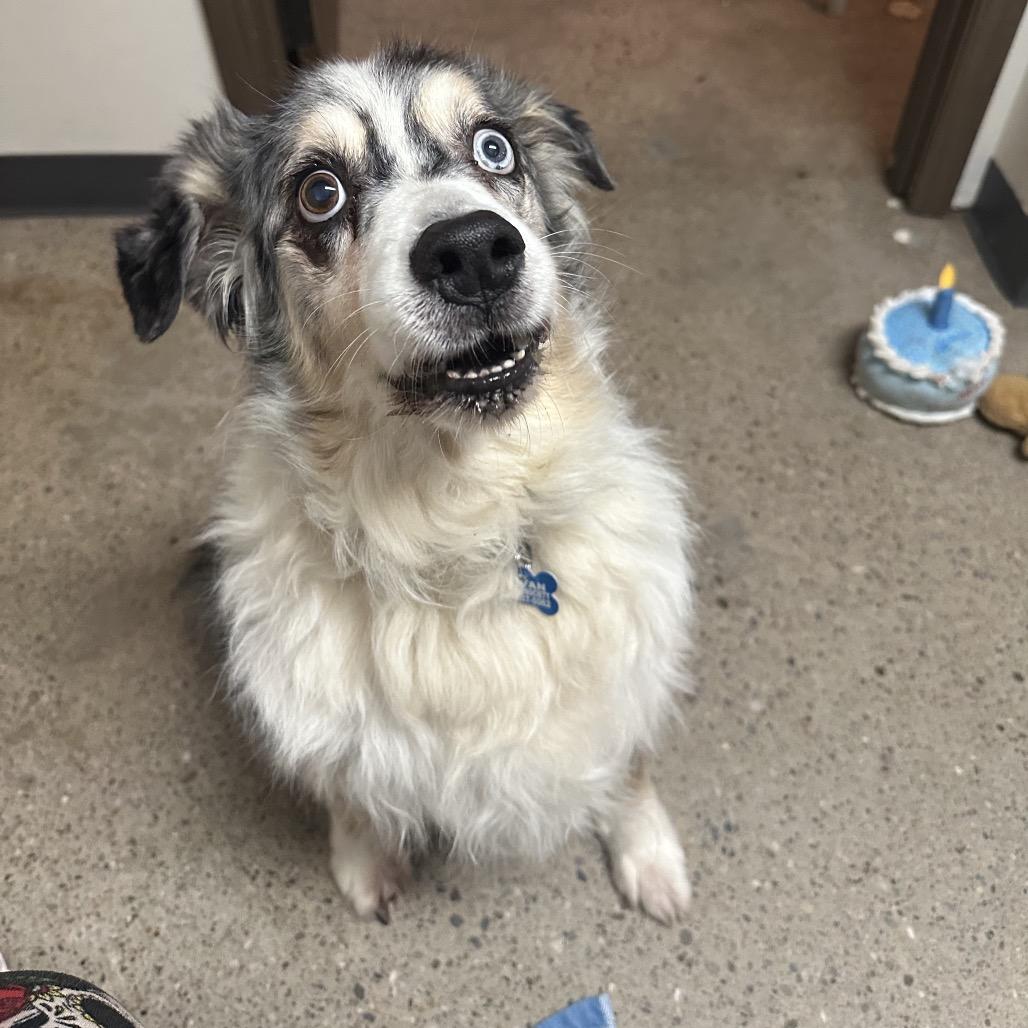 Charlie, a Adoptable Australian Shepherd in Rossville, GA image 2/4