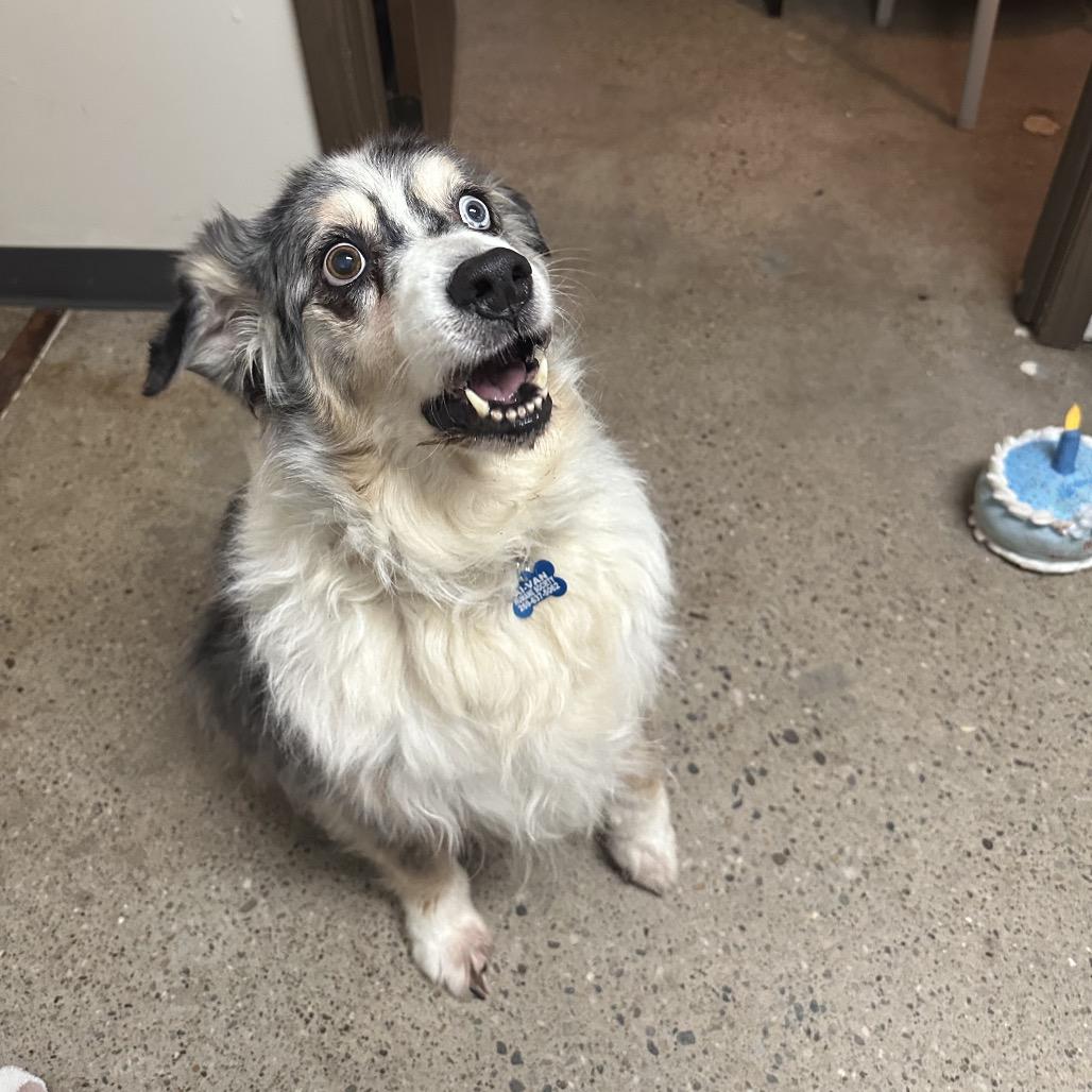 Charlie, a Adoptable Australian Shepherd in Rossville, GA image 3/4