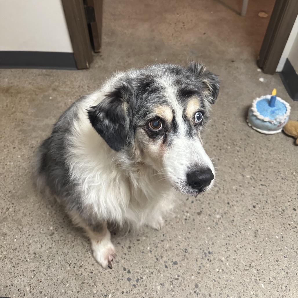 Charlie, a Adoptable Australian Shepherd in Rossville, GA image 4/4
