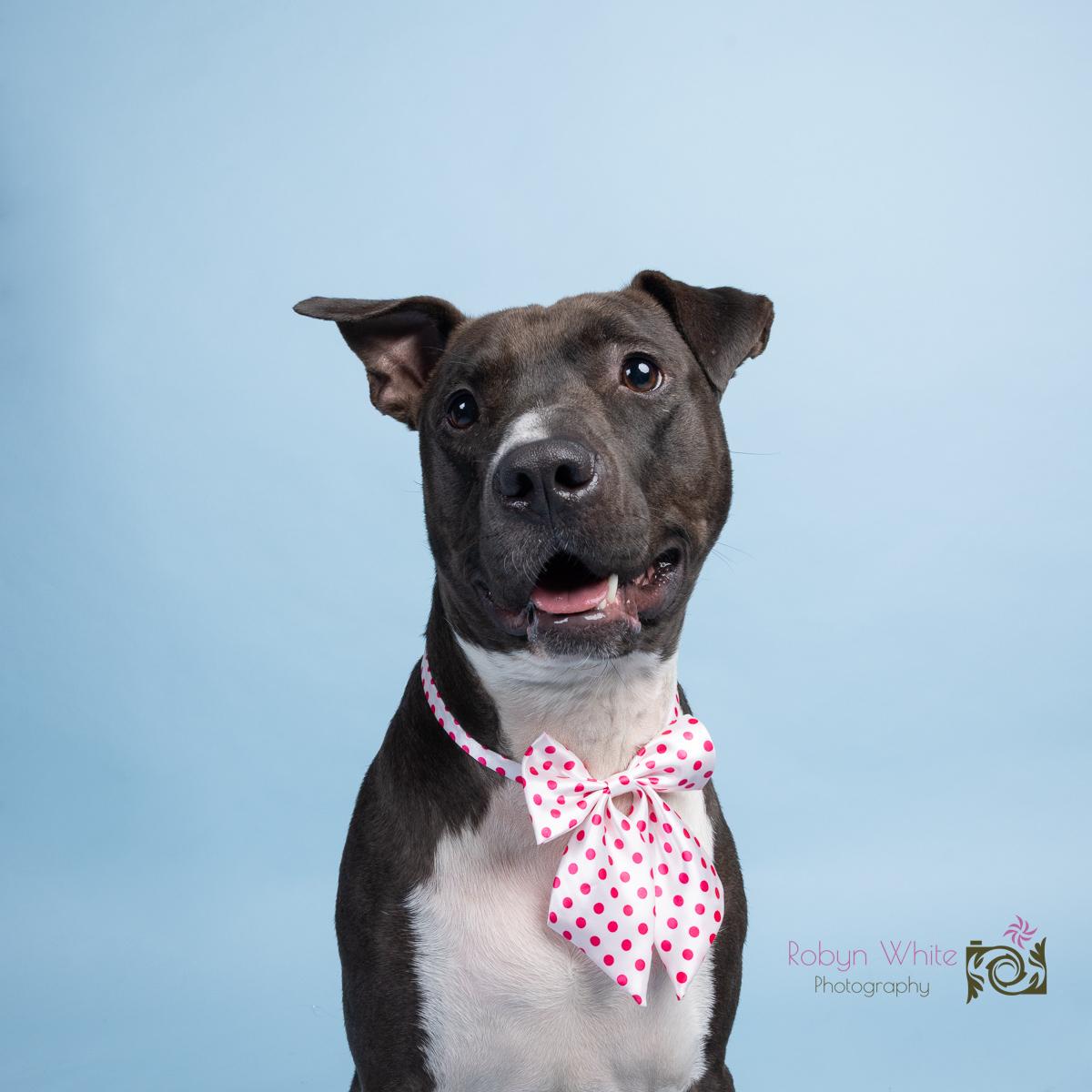 Jordan, a Adoptable Pit Bull Terrier in Youngstown, OH image 3/6
