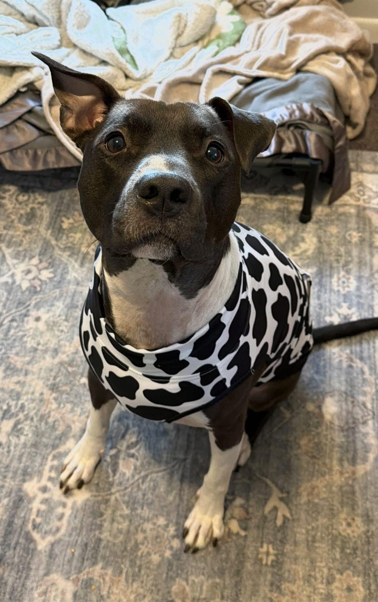 Jordan, Adoptable, Young Male Pit Bull Terrier.