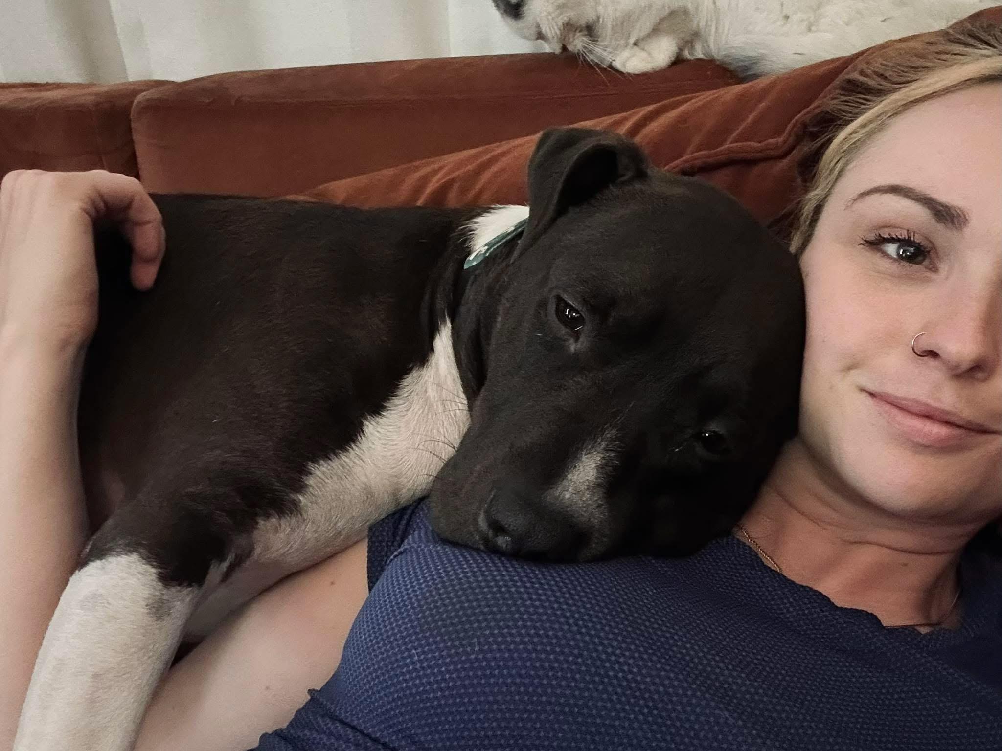 Jordan, a Adoptable Pit Bull Terrier in Youngstown, OH image 4/6