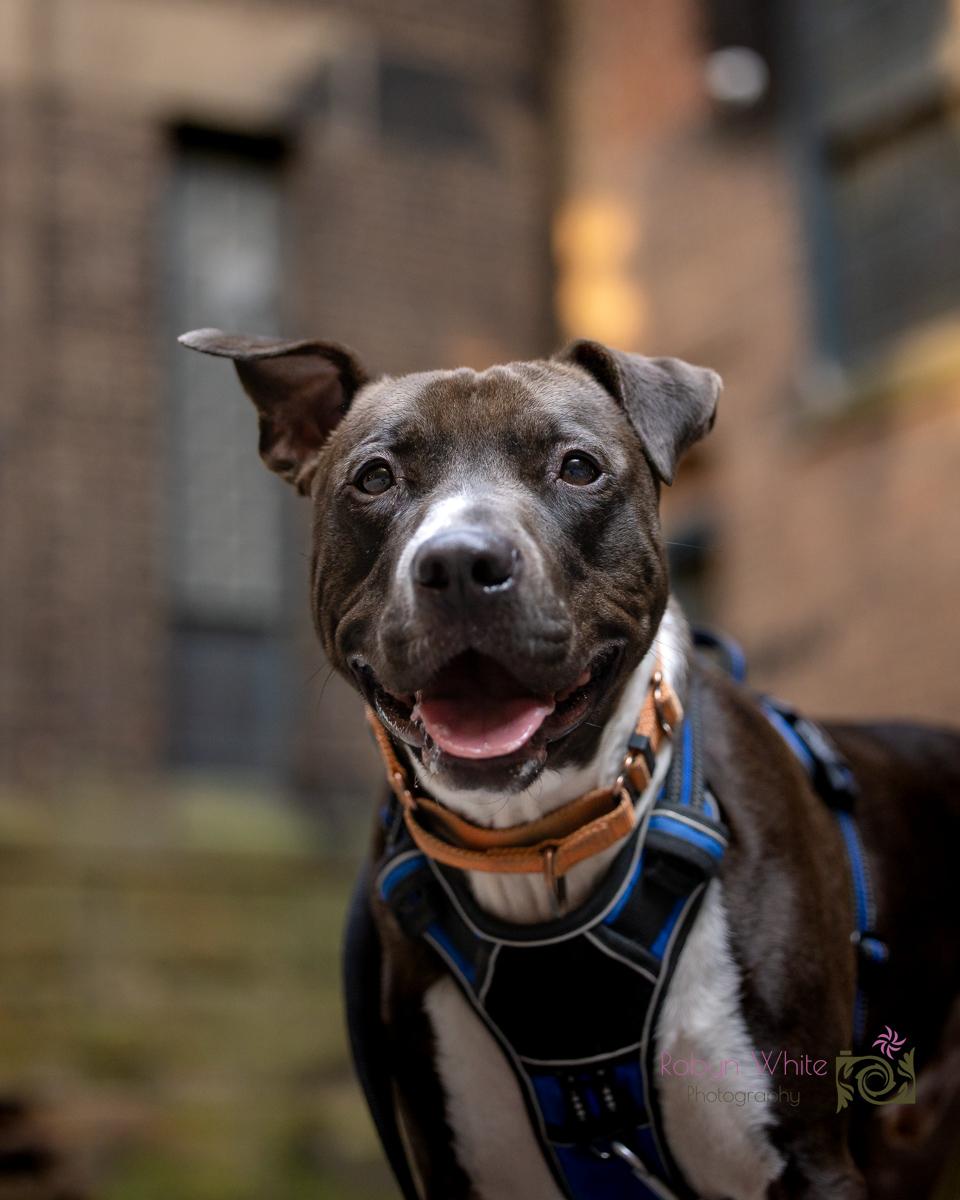 Jordan, a Adoptable Pit Bull Terrier in Youngstown, OH image 5/6