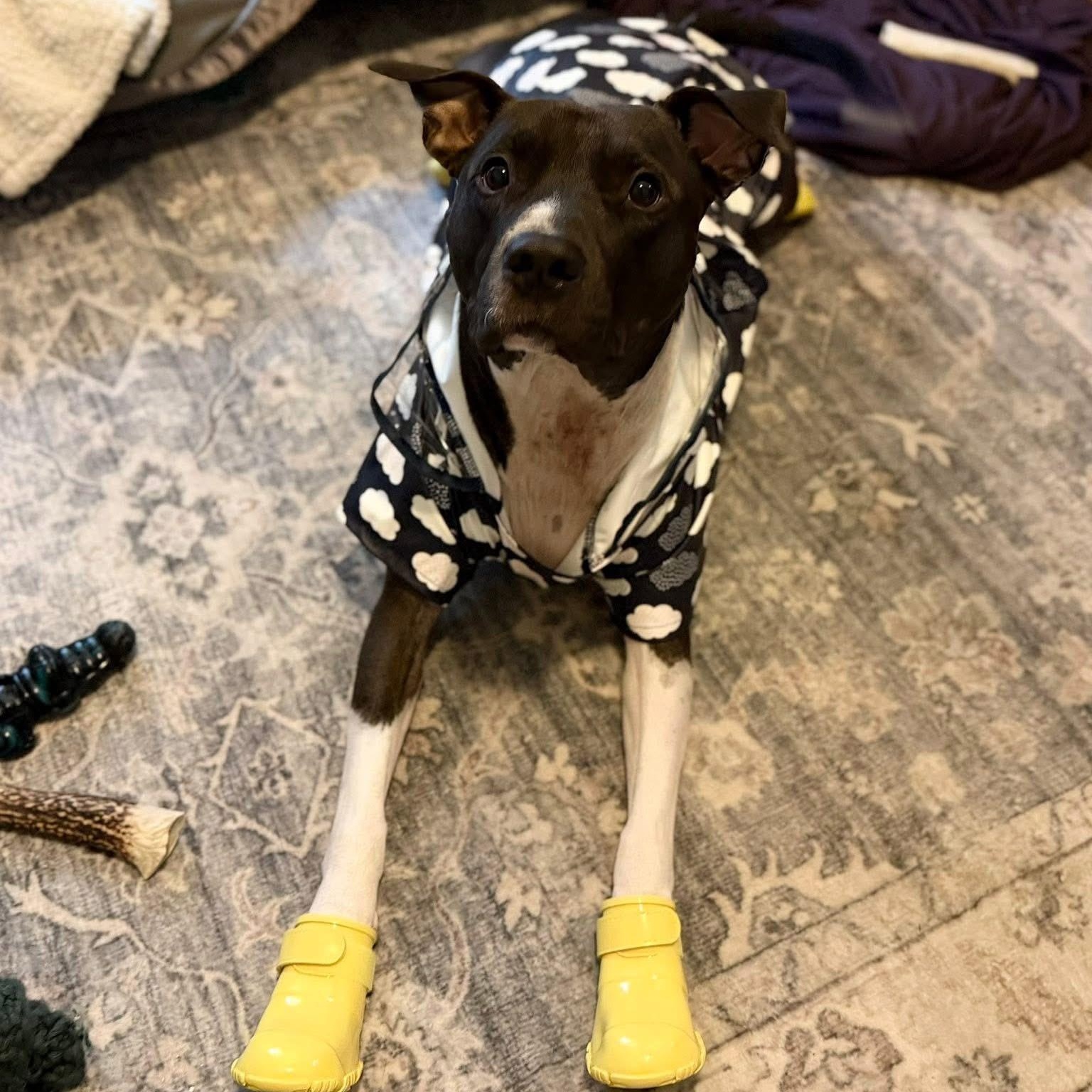 Jordan, a Adoptable Pit Bull Terrier in Youngstown, OH image 2/6