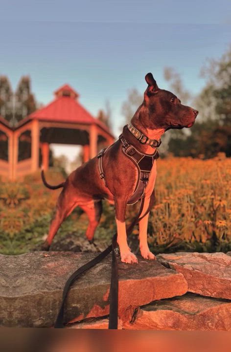 Enlarge Jordan, a Adoptable Pit Bull Terrier in Youngstown, OH video 6/6