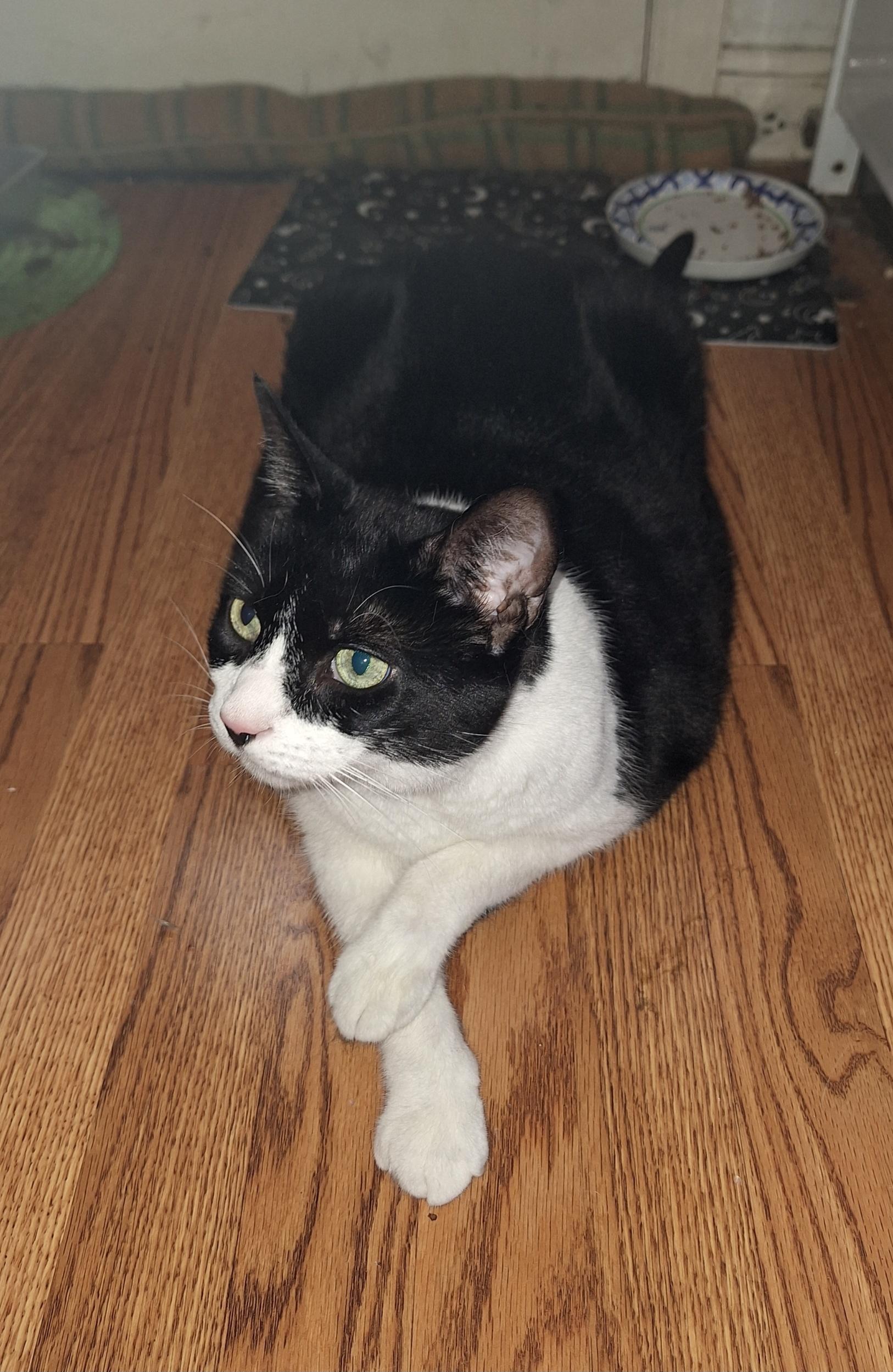 Bree, Adult Female unknown