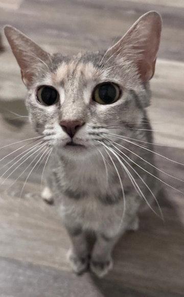 Josie N., Adoptable, Adult Female Domestic Short Hair & Tabby.