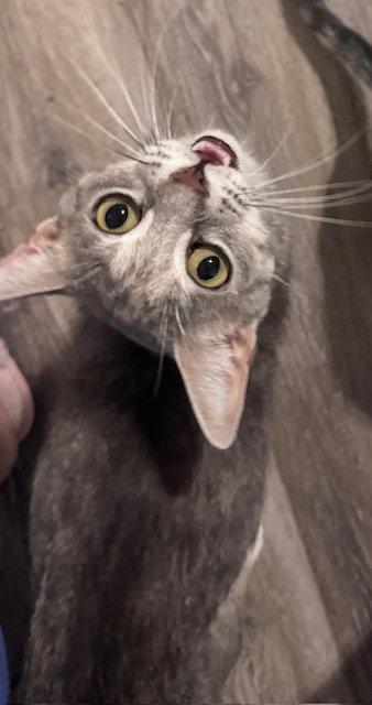 Josie N., a Adoptable mixed breed in Frisco, TX image 2/3