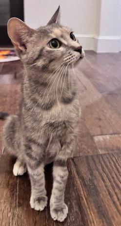 Josie N., a Adoptable mixed breed in Frisco, TX image 3/3
