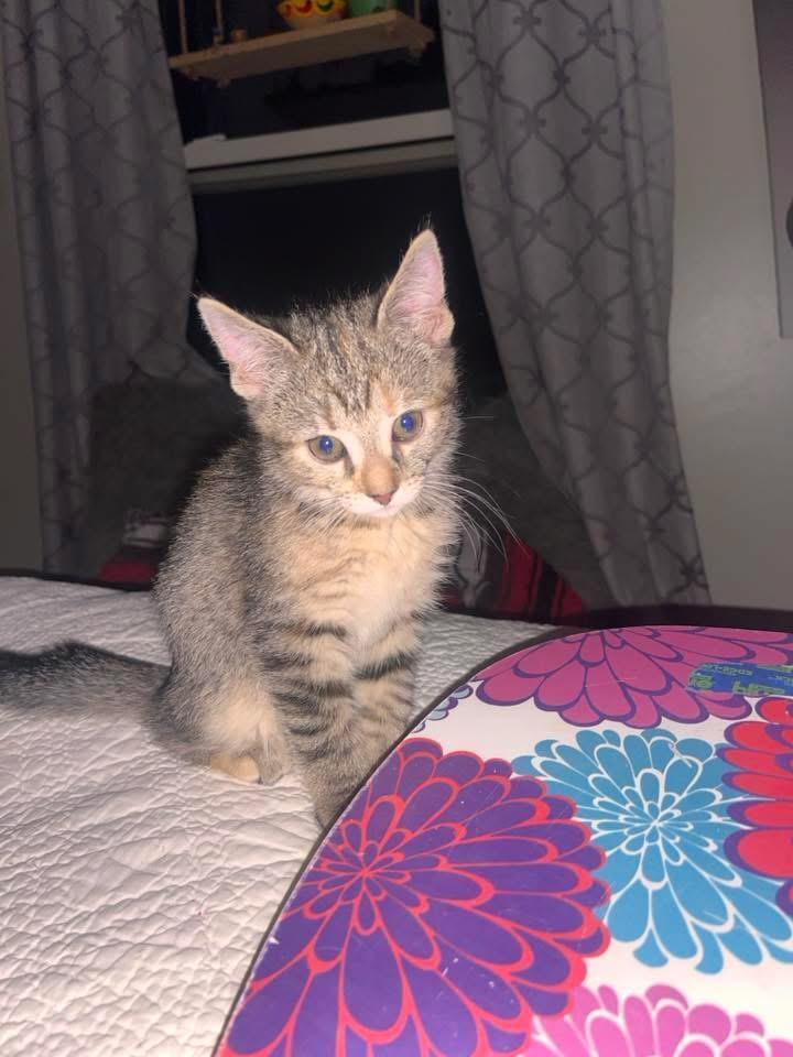 Pearl, Adoptable, Kitten Female Domestic Short Hair.