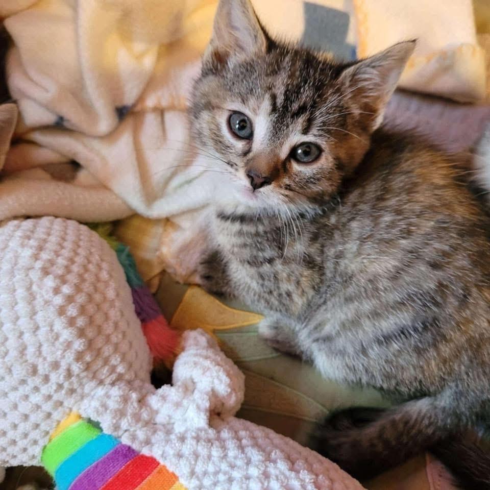 Enlarge Pearl, a Adoptable Domestic Short Hair in Grove City, OH image 4/4