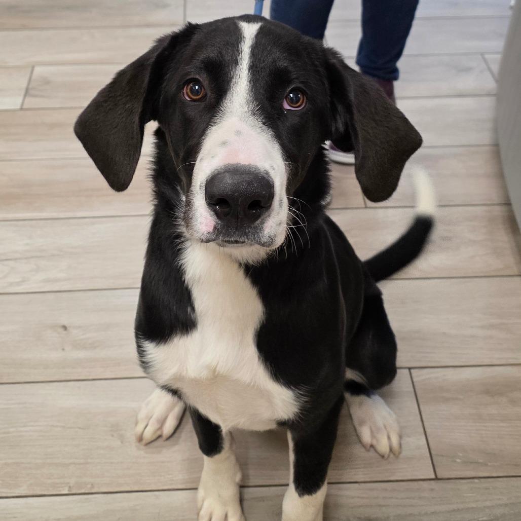 Enlarge Prince George, a Adoptable mixed breed in Chatham, VA image 1/1