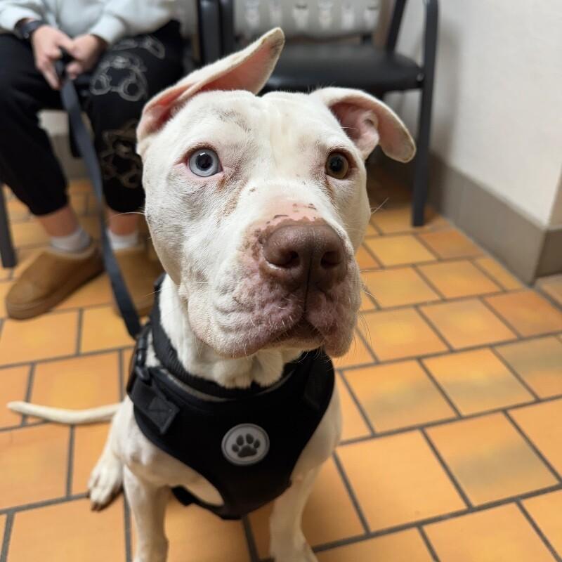 FRANKIE FROST, a Adoptable mixed breed in lawton, OK image 1/5