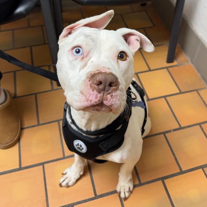 FRANKIE FROST, a Adoptable mixed breed in lawton, OK image 2/5