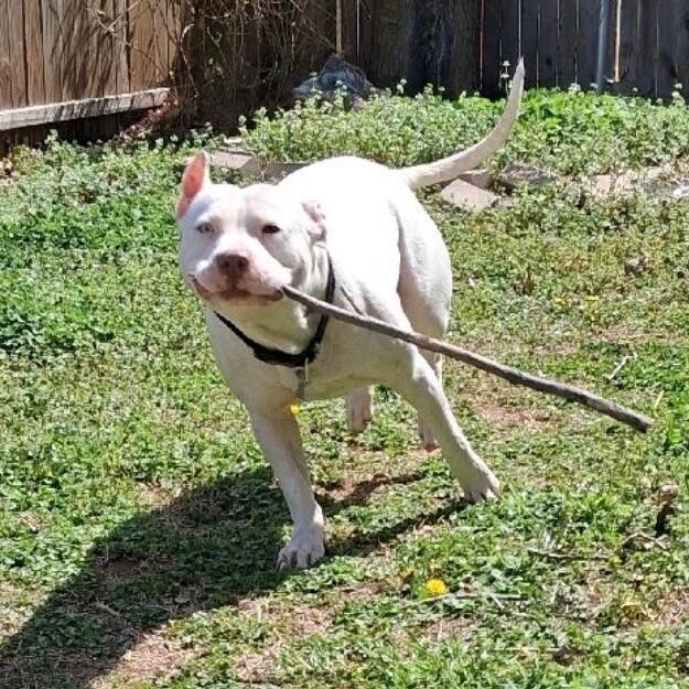 FRANKIE FROST, a Adoptable mixed breed in lawton, OK image 3/5