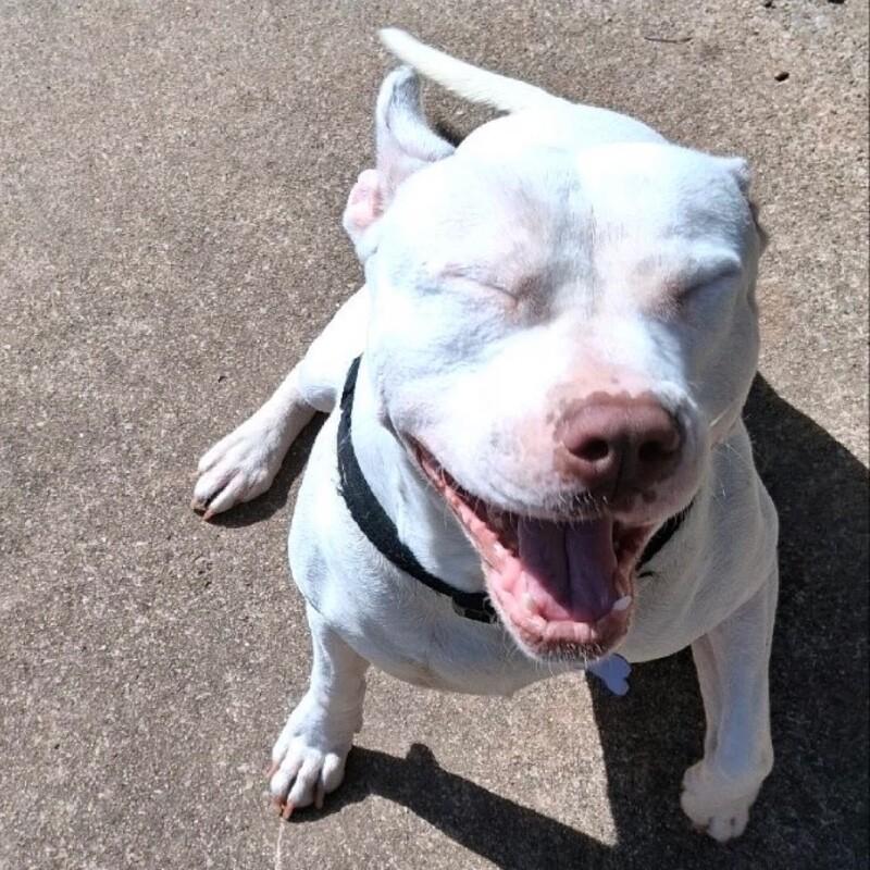 FRANKIE FROST, a Adoptable mixed breed in lawton, OK image 4/5