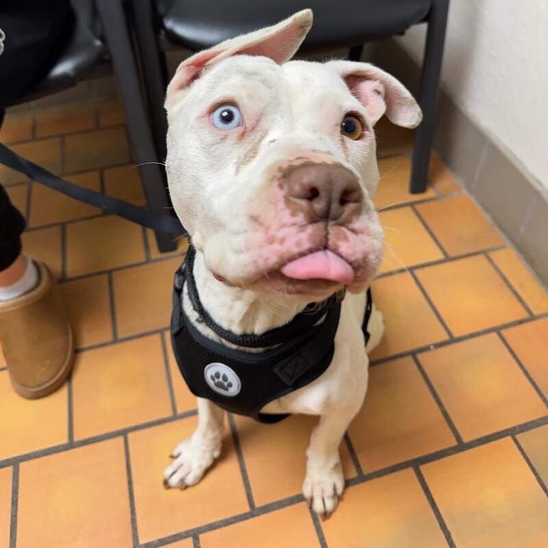 FRANKIE FROST, a Adoptable mixed breed in lawton, OK image 5/5