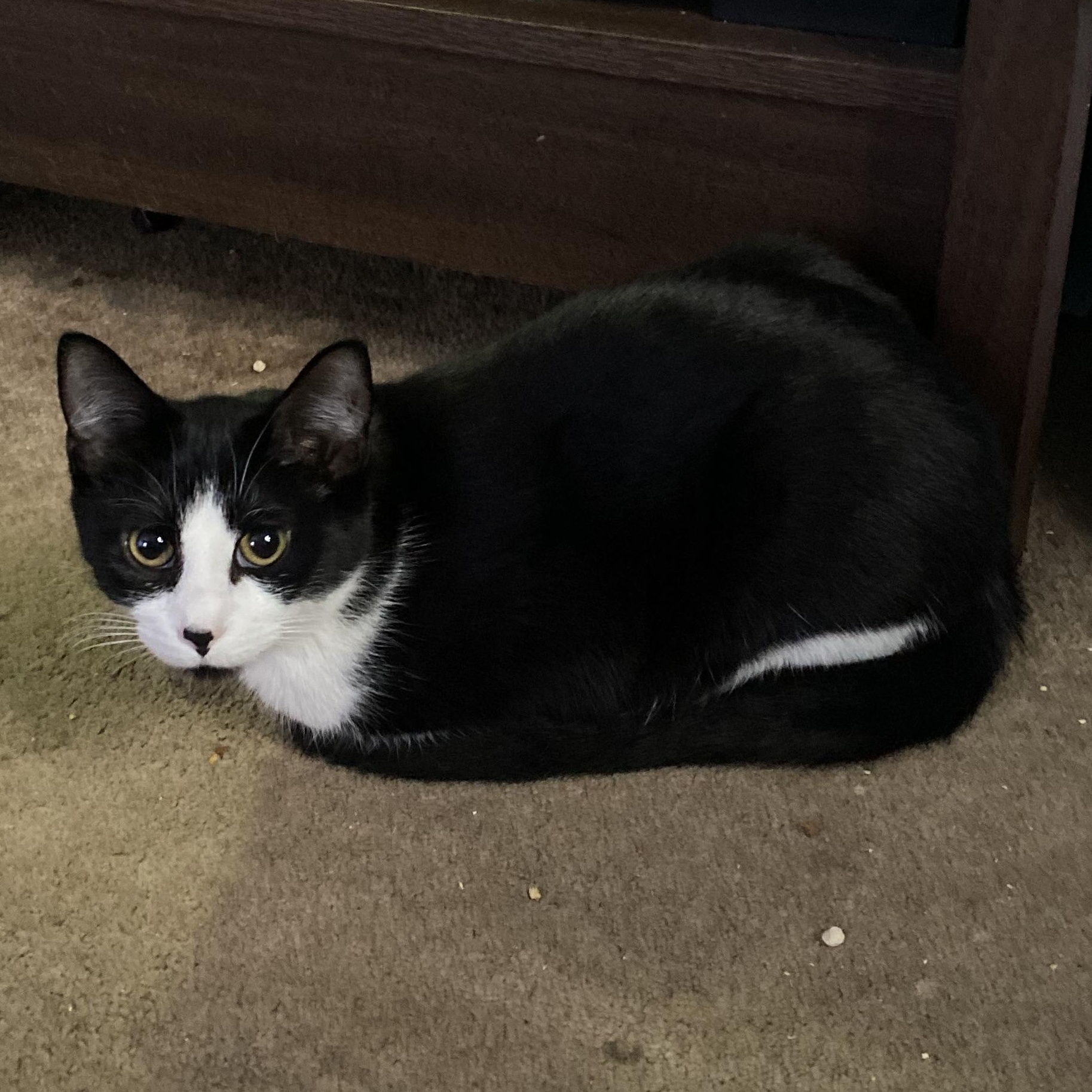 Enlarge Bonnie, a Adoptable Domestic Short Hair in New Kensington, PA image 1/1