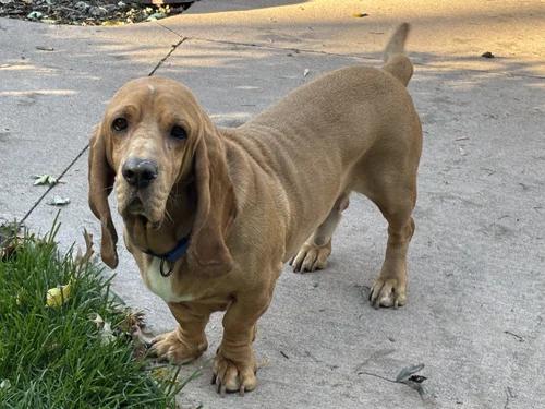 Hank, Adopted, Adult Male Basset Hound.