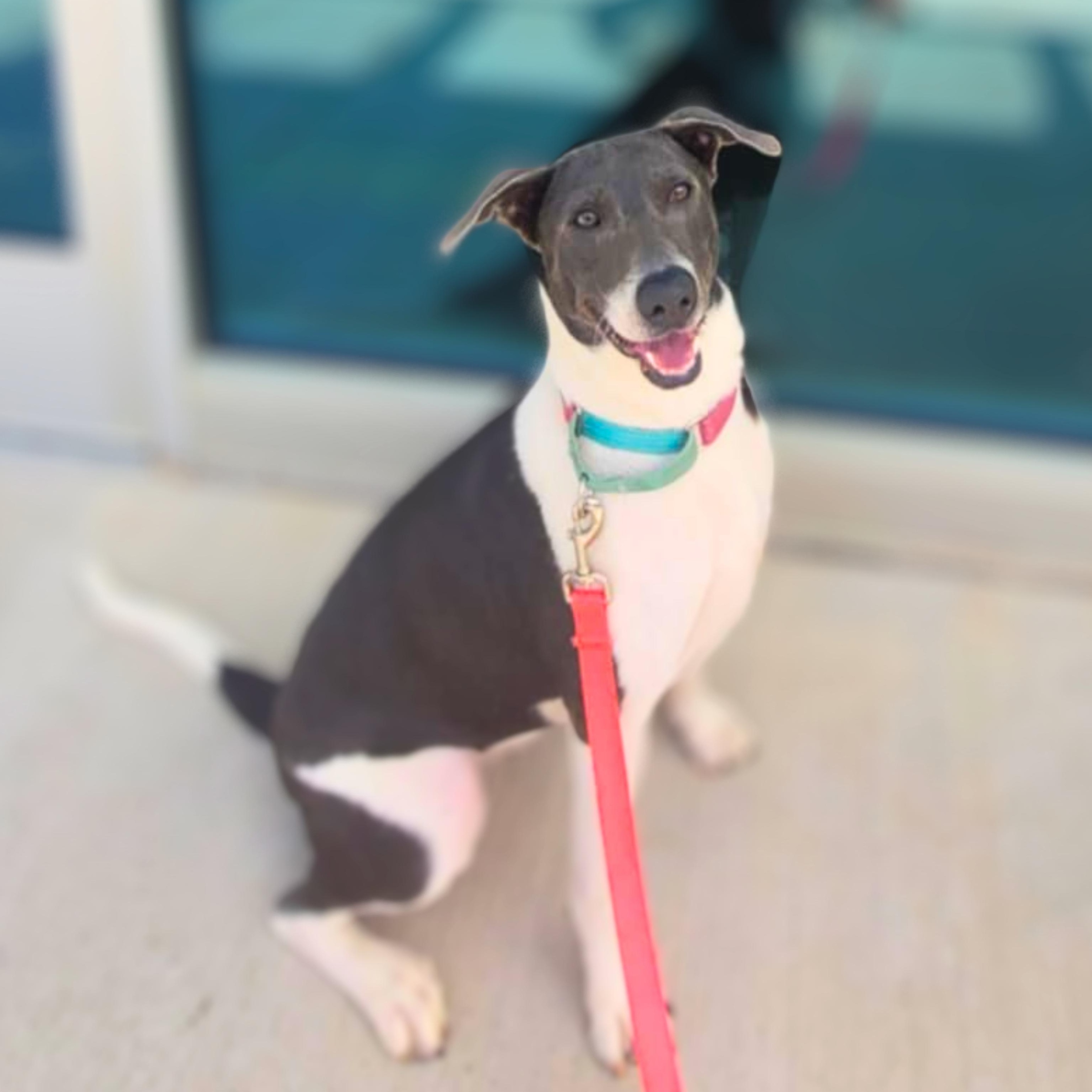 Enlarge Celine Dion, an adoptable mixed breed in Boulder, CO image 3/6