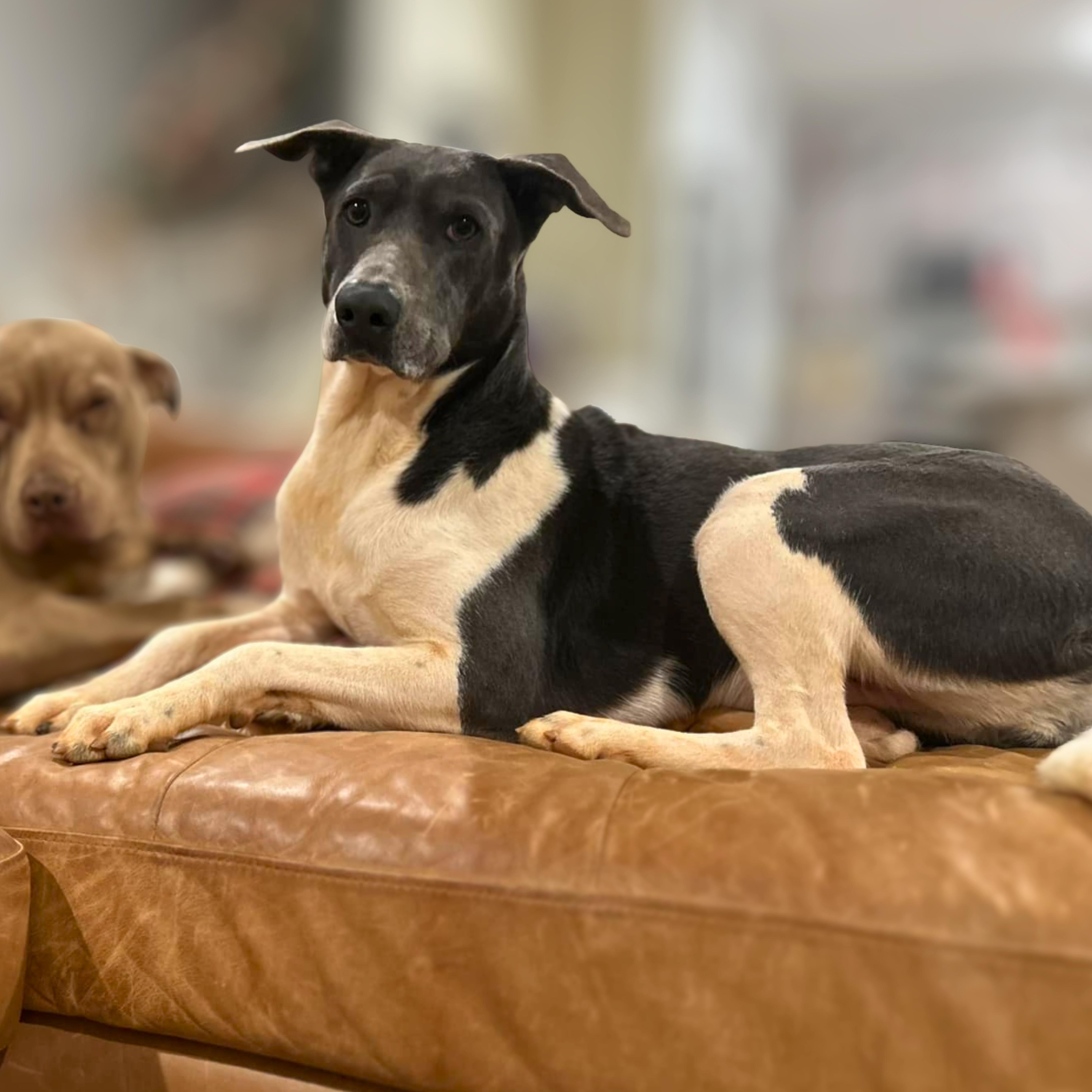 Enlarge Celine Dion, an adoptable mixed breed in Boulder, CO image 4/6