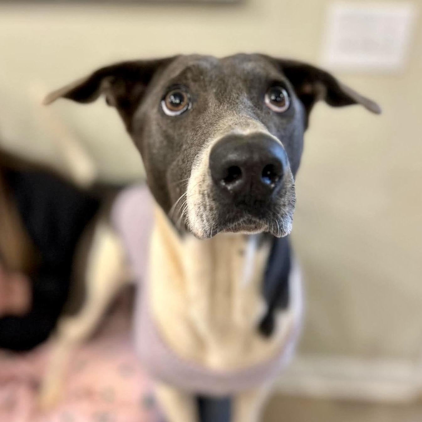 Enlarge Celine Dion, an adoptable mixed breed in Boulder, CO image 5/6