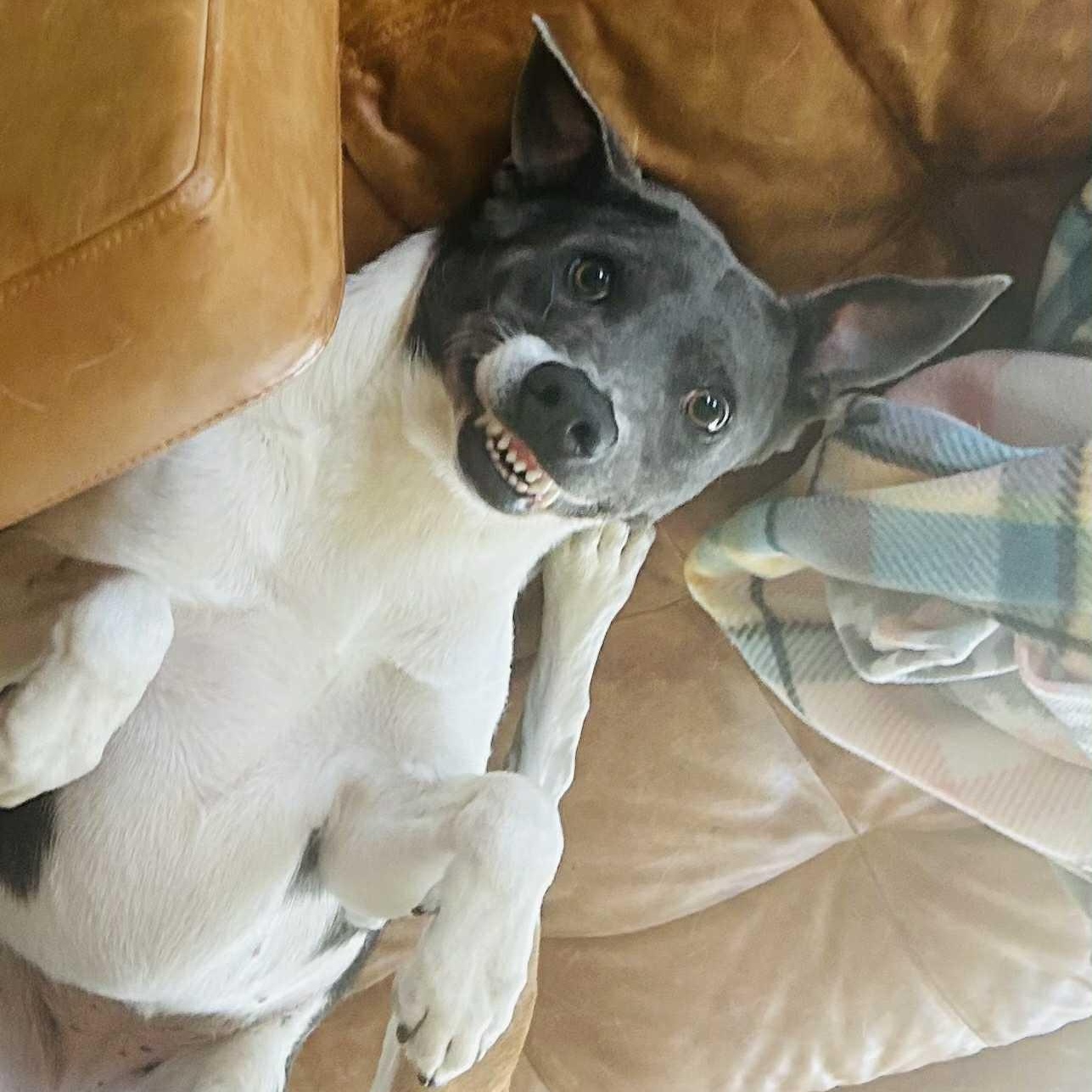 Enlarge Celine Dion, an adoptable mixed breed in Boulder, CO image 2/6