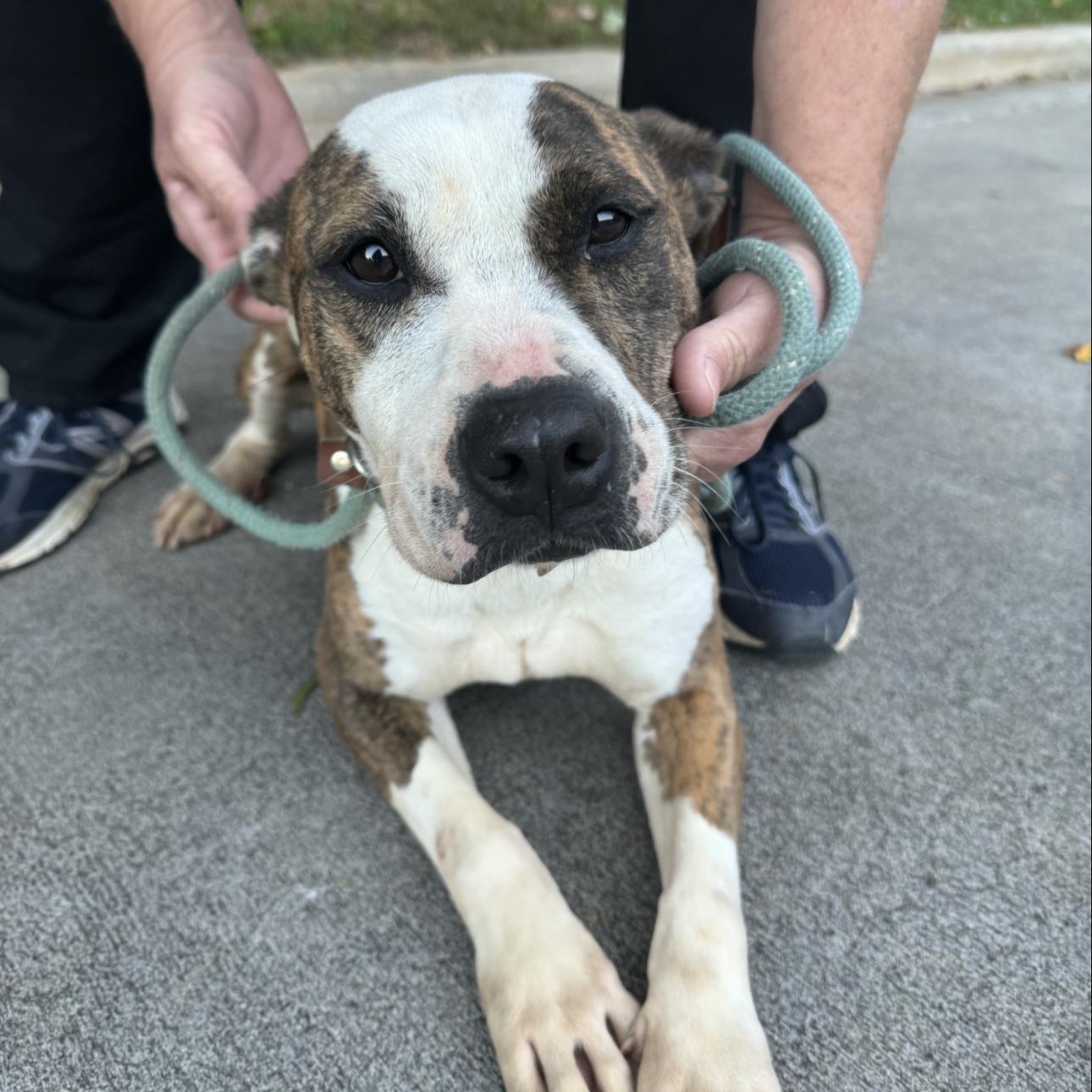 Vicky, Adoptable, Adult Female Pit Bull Terrier.