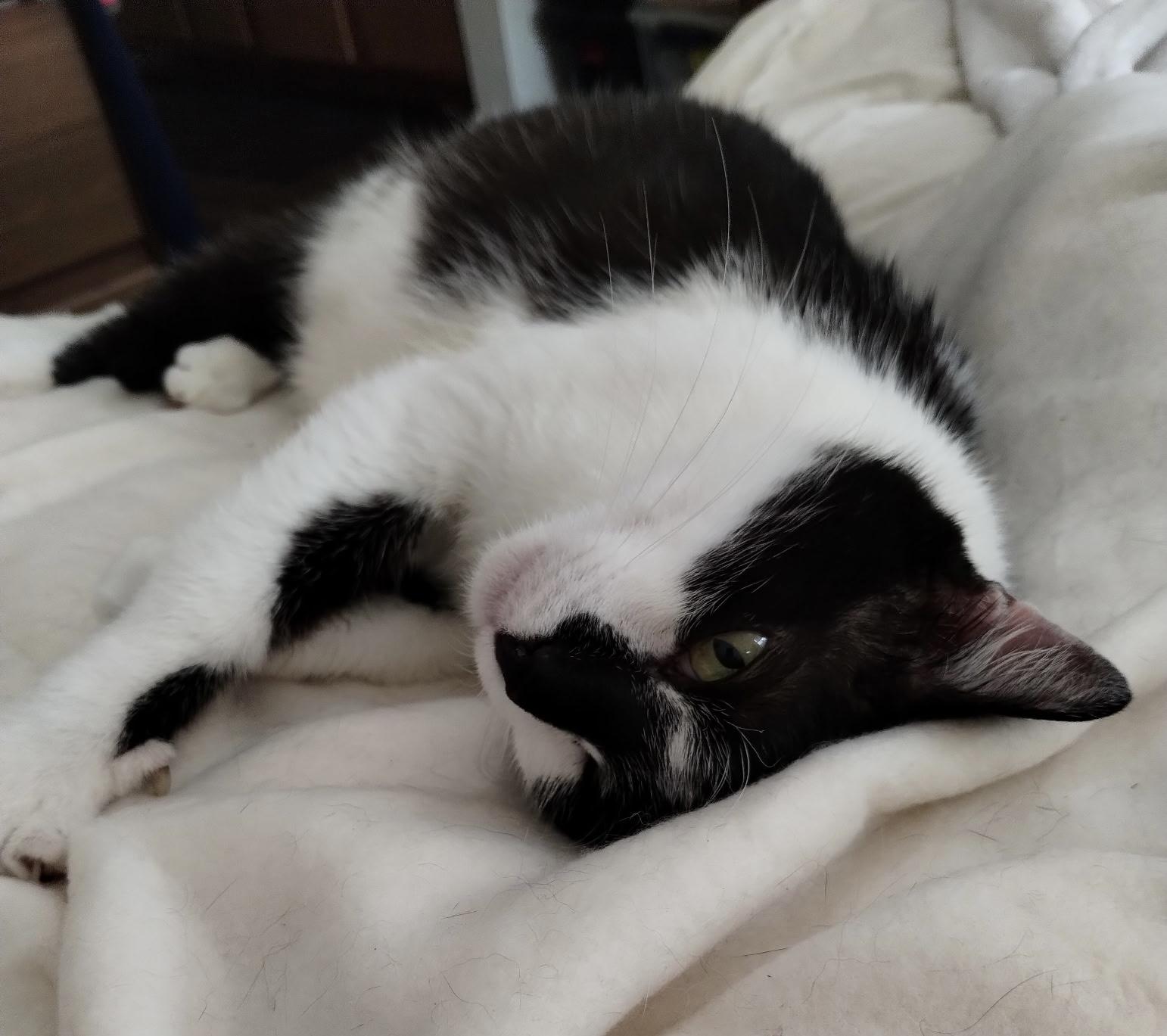 Enlarge Oreo-Buddy, a Adopted Domestic Short Hair in Bellevue, WA image 3/4