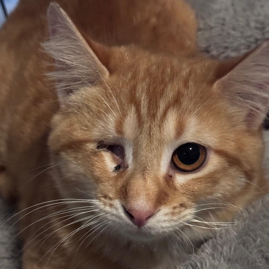 Rusty, Adoptable, Kitten Male Domestic Short Hair.