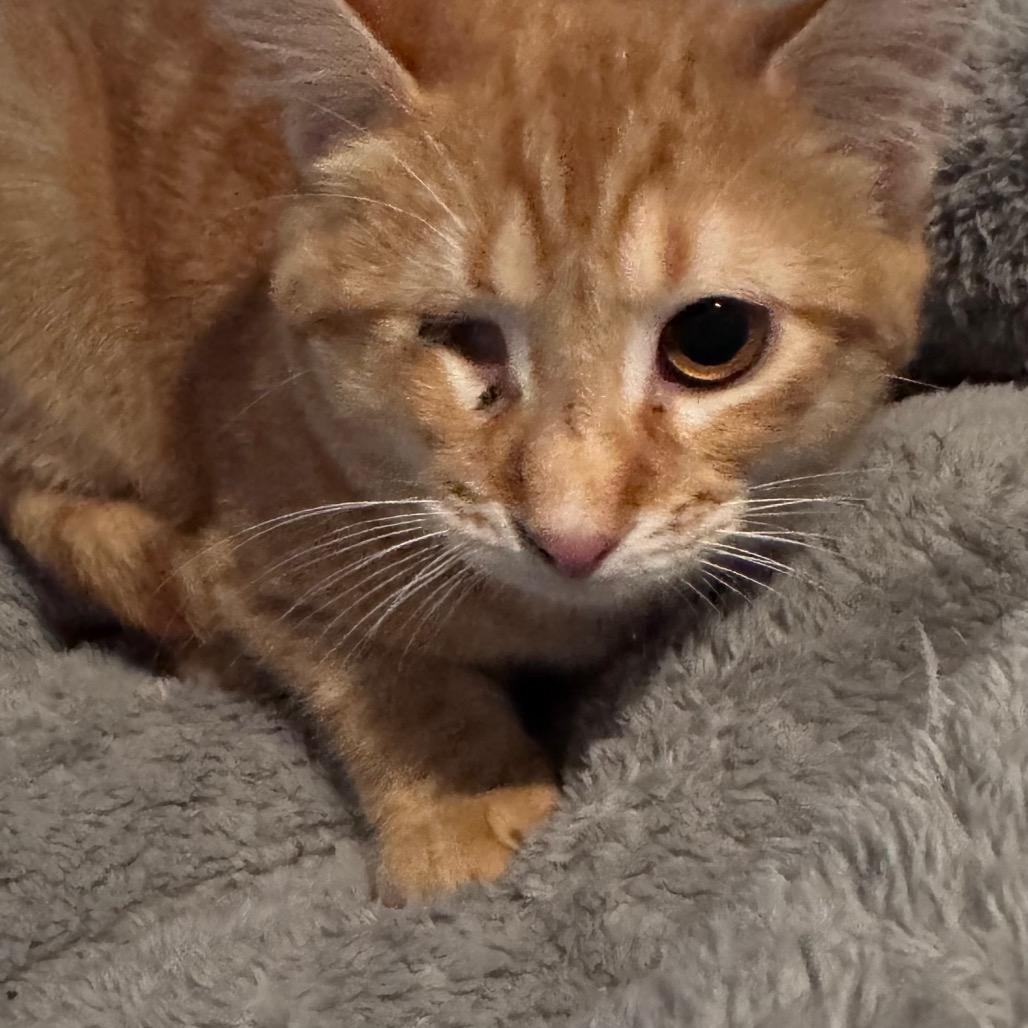 Enlarge Rusty, a Adoptable Domestic Short Hair in TITUSVILLE, FL image 2/4