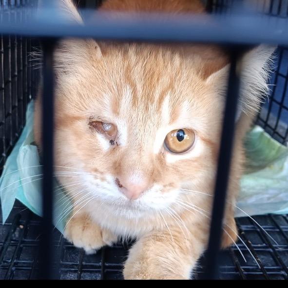 Enlarge Rusty, a Adoptable Domestic Short Hair in TITUSVILLE, FL image 3/4