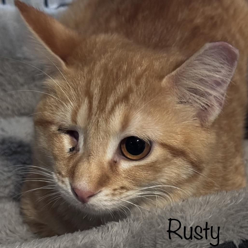 Enlarge Rusty, a Adoptable Domestic Short Hair in TITUSVILLE, FL image 4/4