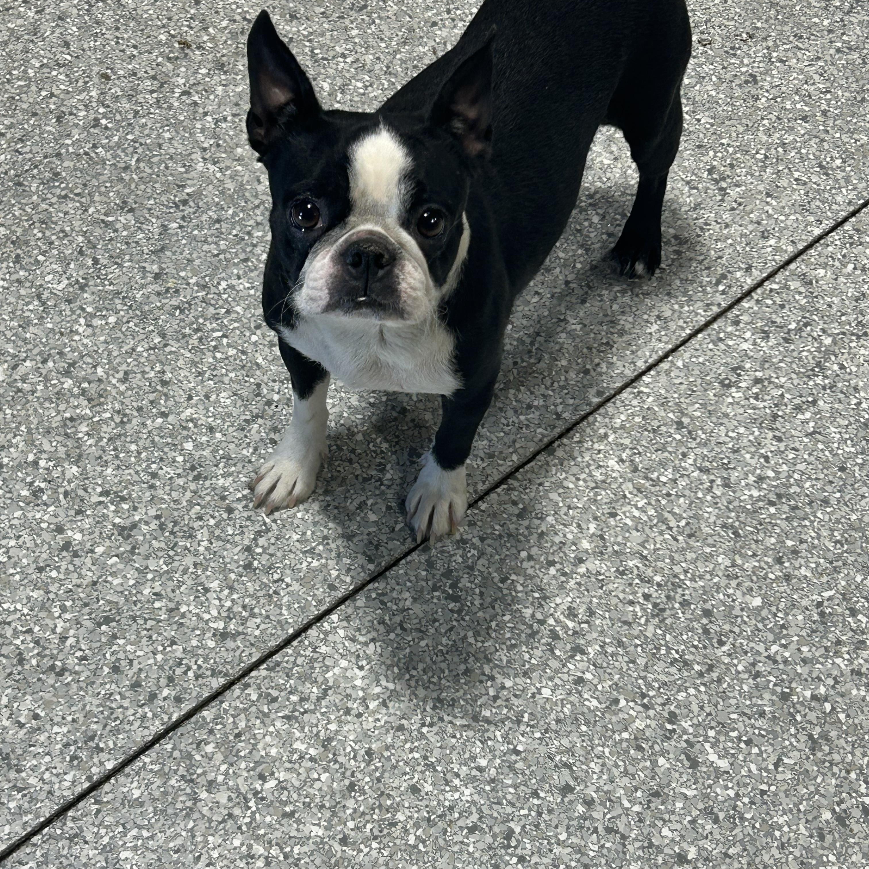 Enlarge Maude.  Chill. , a Adoptable Boston Terrier in Maumee , OH image 1/3