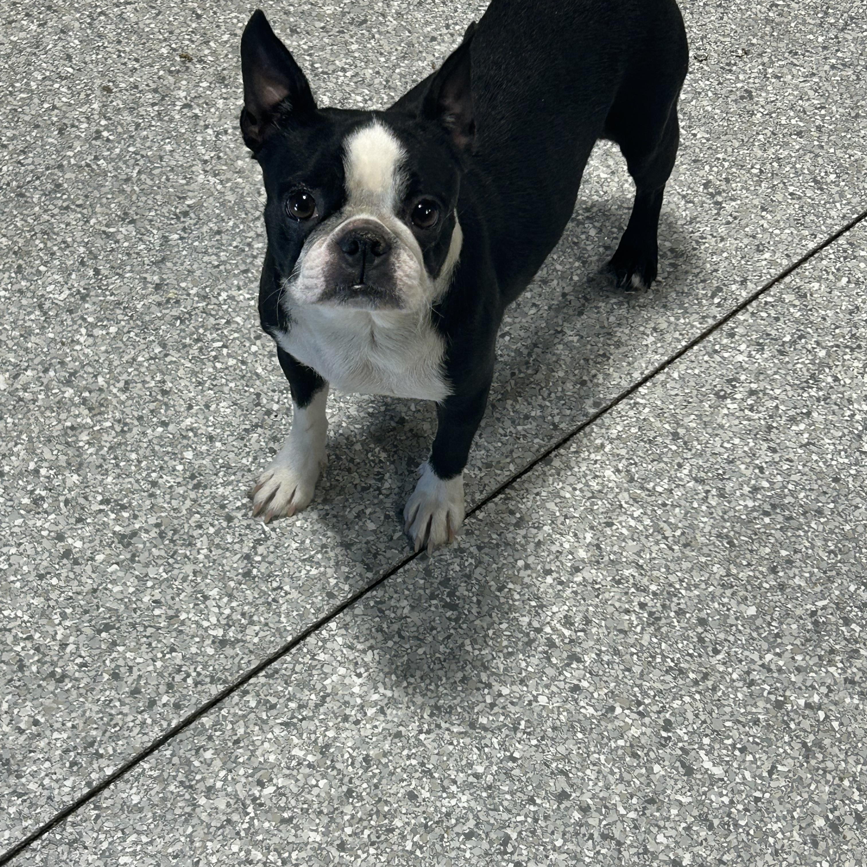 Enlarge Maude.  Chill. , a Adoptable Boston Terrier in Maumee , OH image 3/3