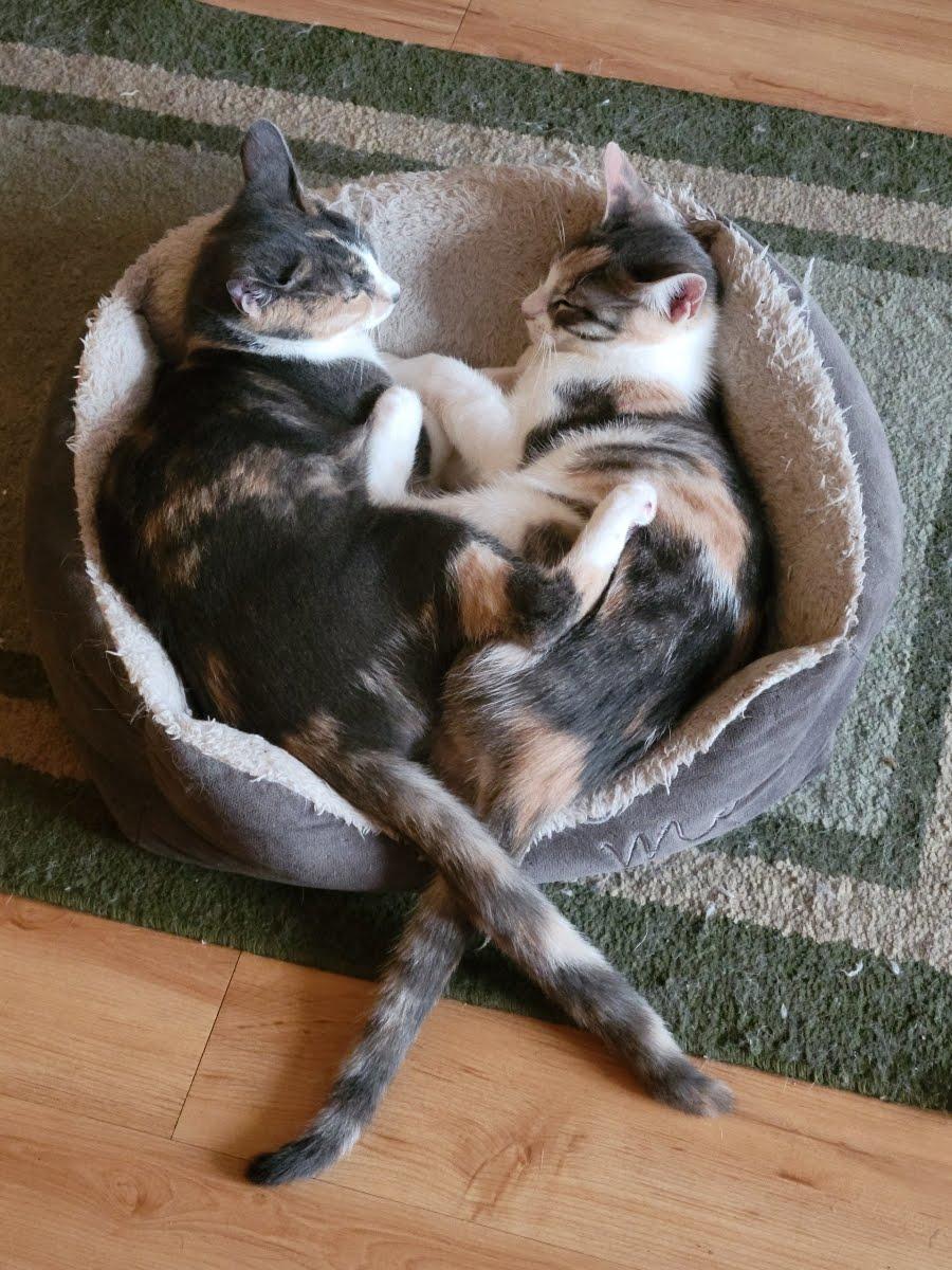 Luna Belle, Adoptable, Young Female Domestic Short Hair & Calico.