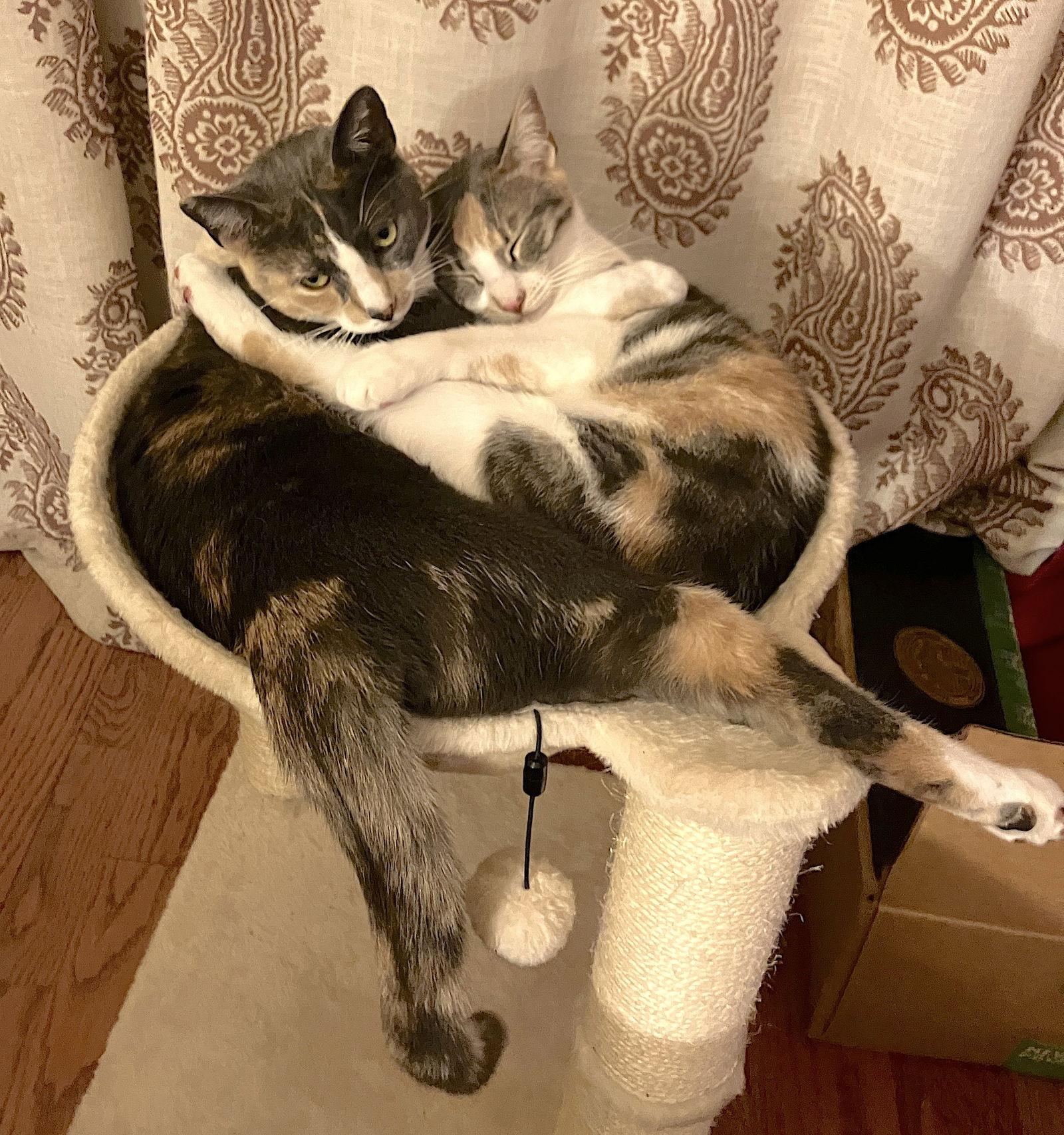 Luna Belle, Adoptable, Young Female Domestic Short Hair & Calico.