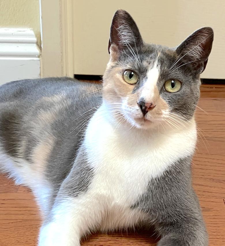 Enlarge Luna Belle, a Adoptable mixed breed in Los Angeles, CA image 2/3