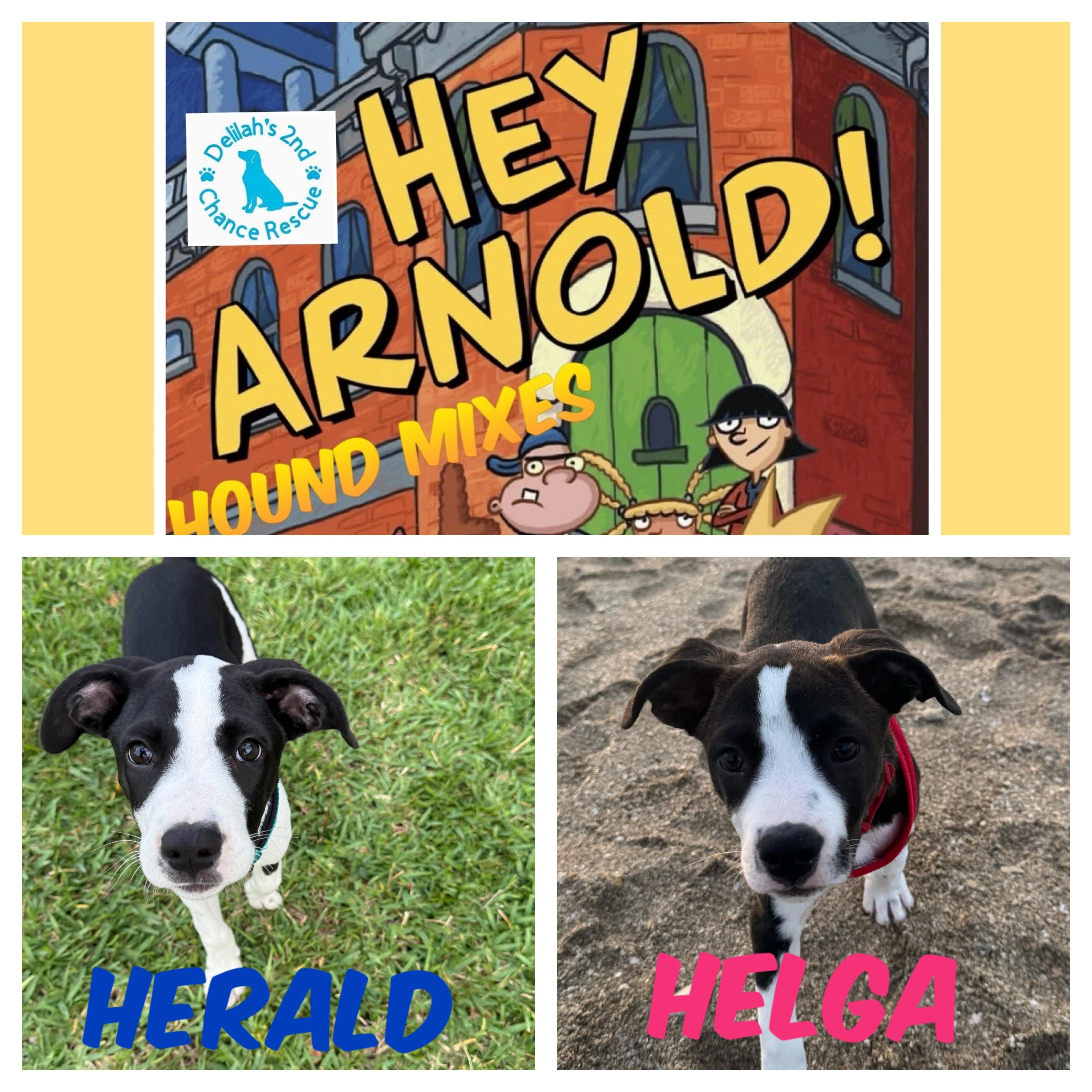 Enlarge Hey Arnold! Pups, a ADOPTABLE mixed breed in Port Saint Lucie, FL image 1/1