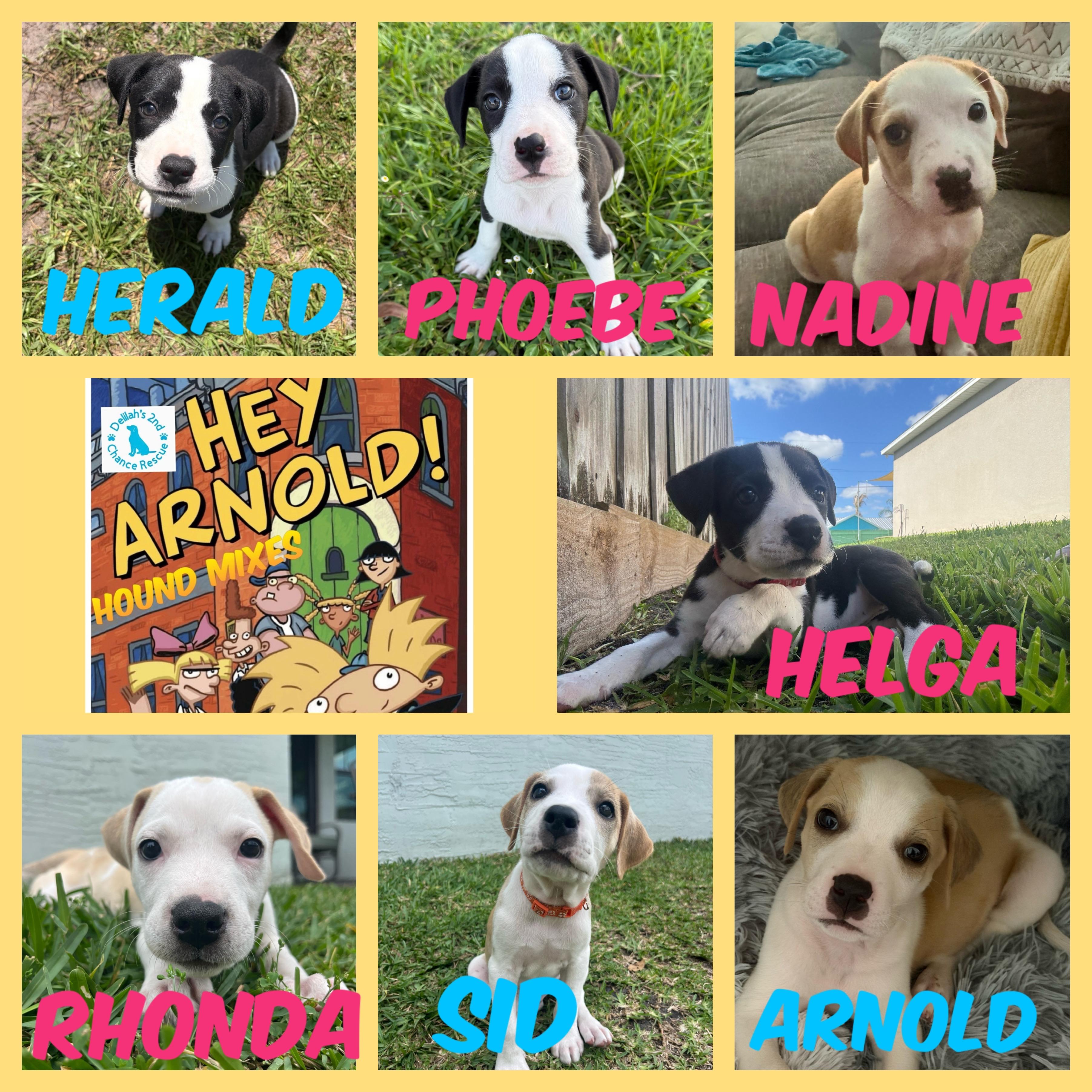 Hey Arnold! Pups, ADOPTABLE, Puppy Female American Bulldog.