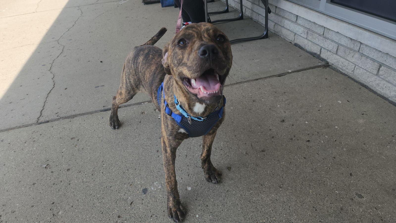 Enlarge Cinder, a Adoptable American Staffordshire Terrier in Marine City, MI image 1/3