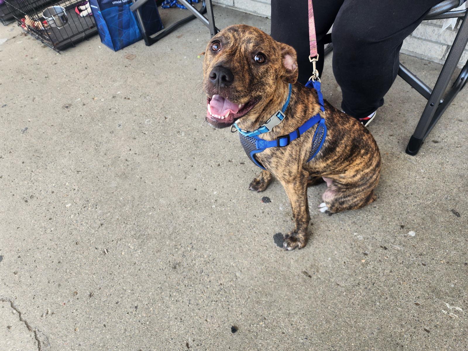 Enlarge Cinder, a Adoptable American Staffordshire Terrier in Marine City, MI image 2/3