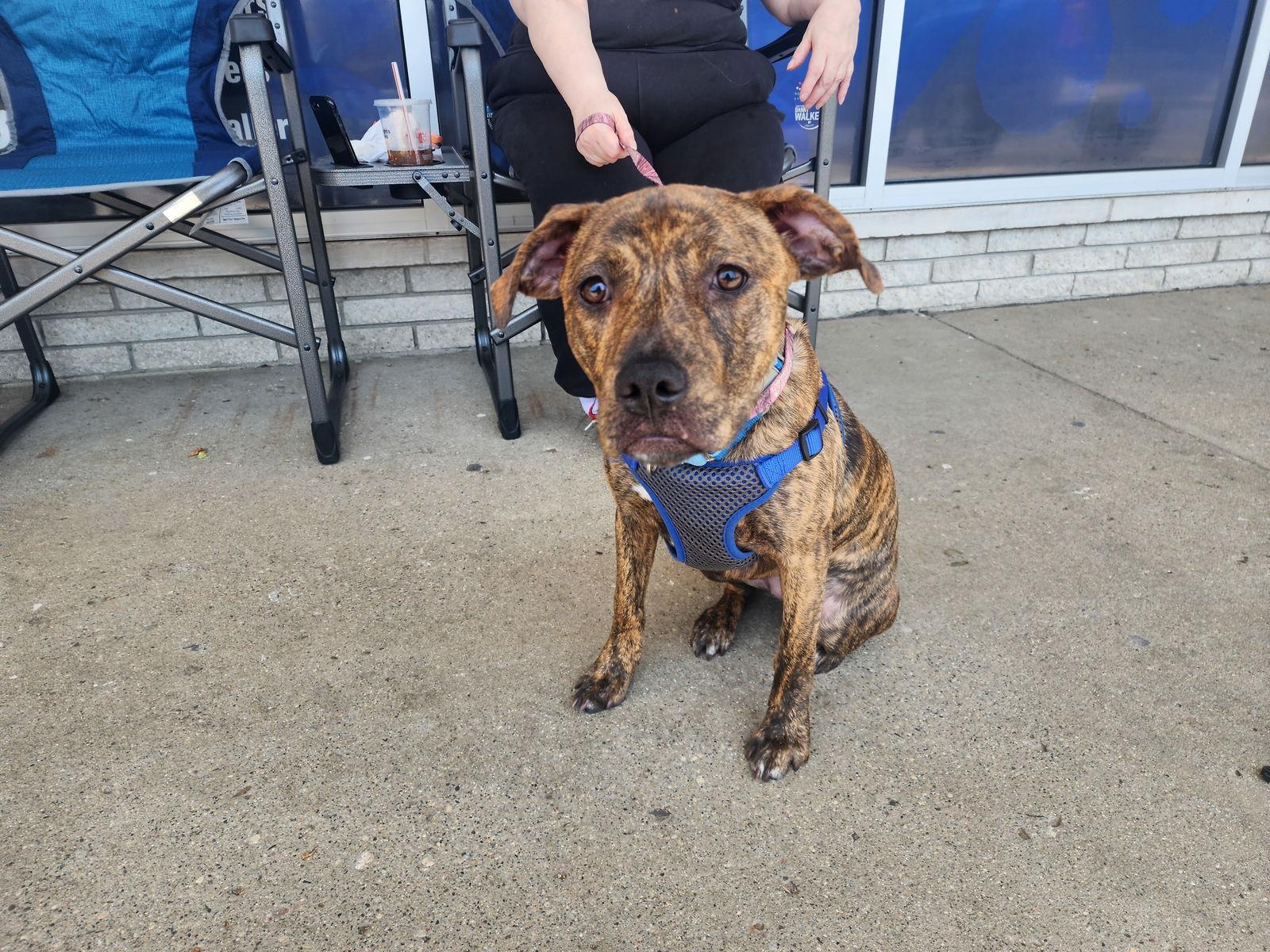 Enlarge Cinder, a Adoptable American Staffordshire Terrier in Marine City, MI image 3/3
