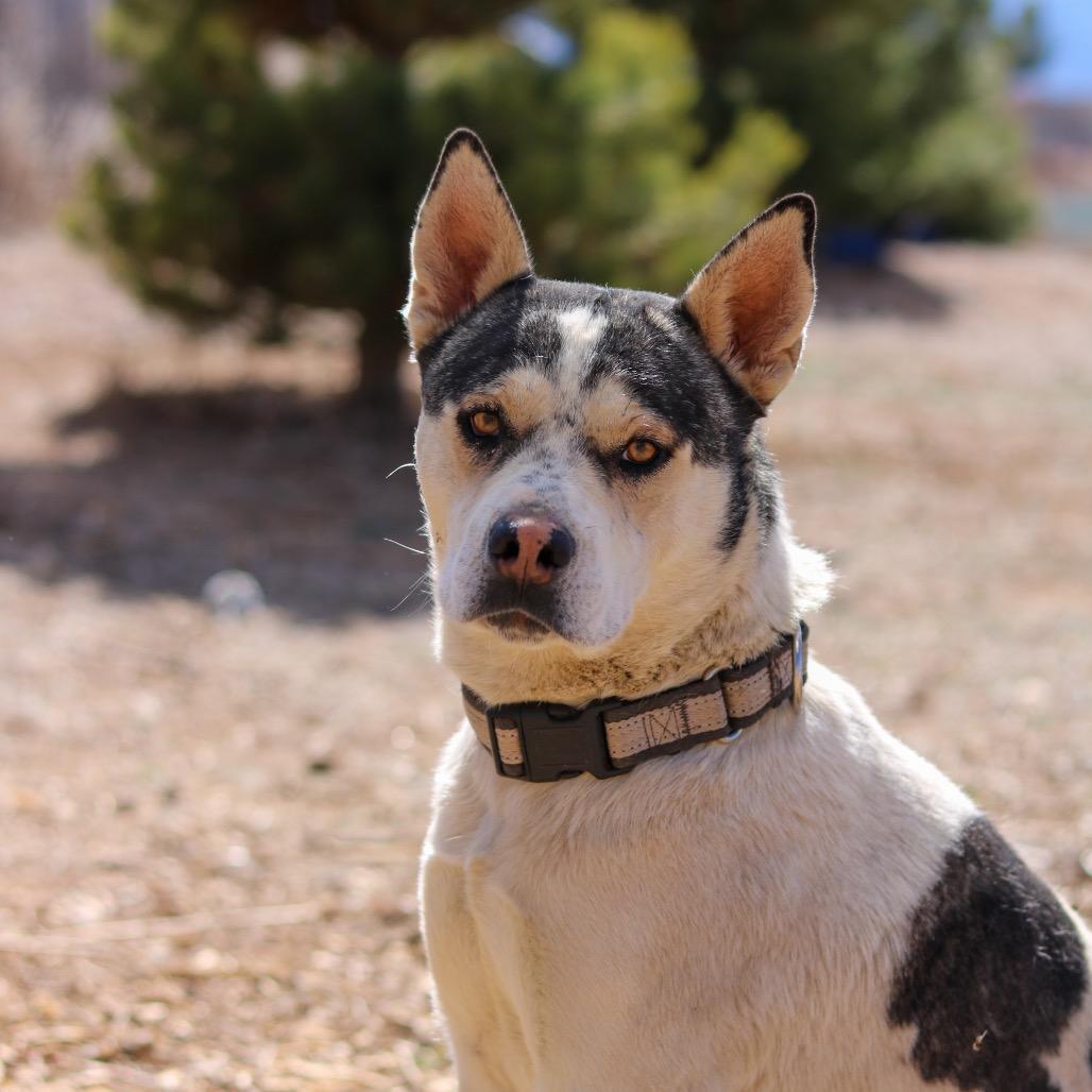 Jimmy, Adoptable, Adult Male American Staffordshire Terrier.