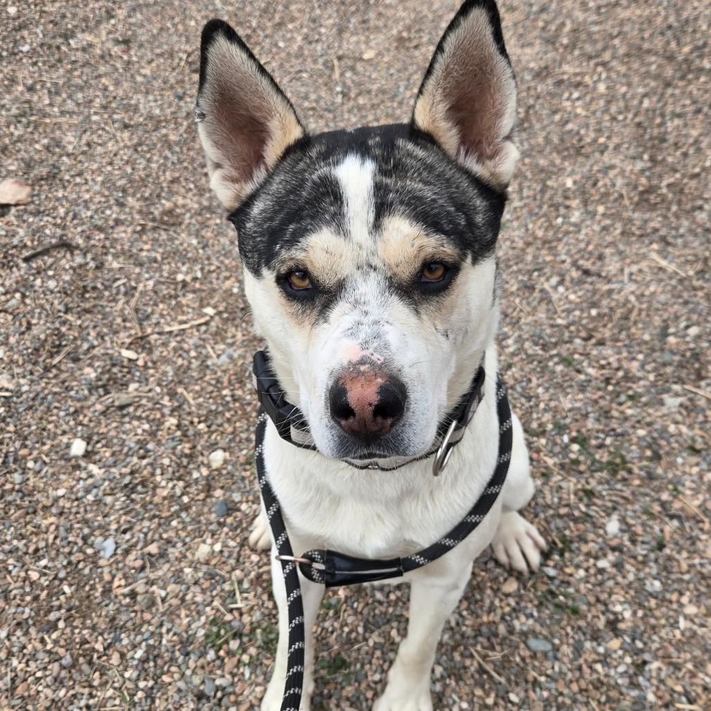 Jimmy, Adoptable, Adult Male American Staffordshire Terrier.