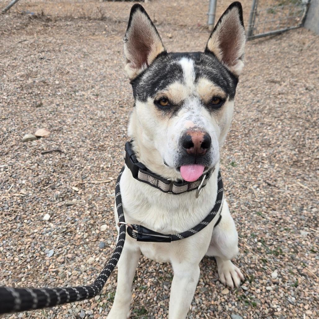 Enlarge Jimmy, a Adoptable American Staffordshire Terrier in Taos, NM image 3/6