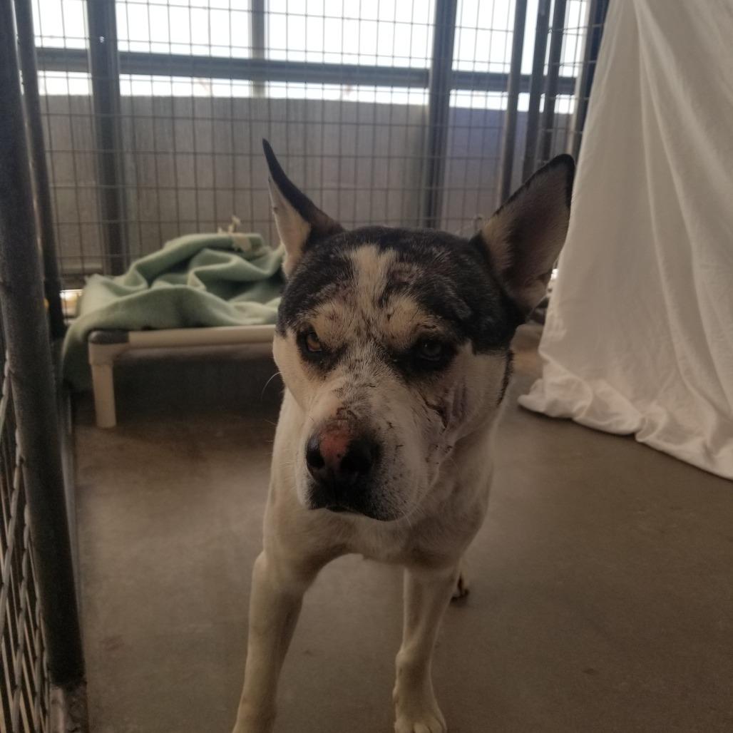 Enlarge Jimmy, a Adoptable American Staffordshire Terrier in Taos, NM image 4/6