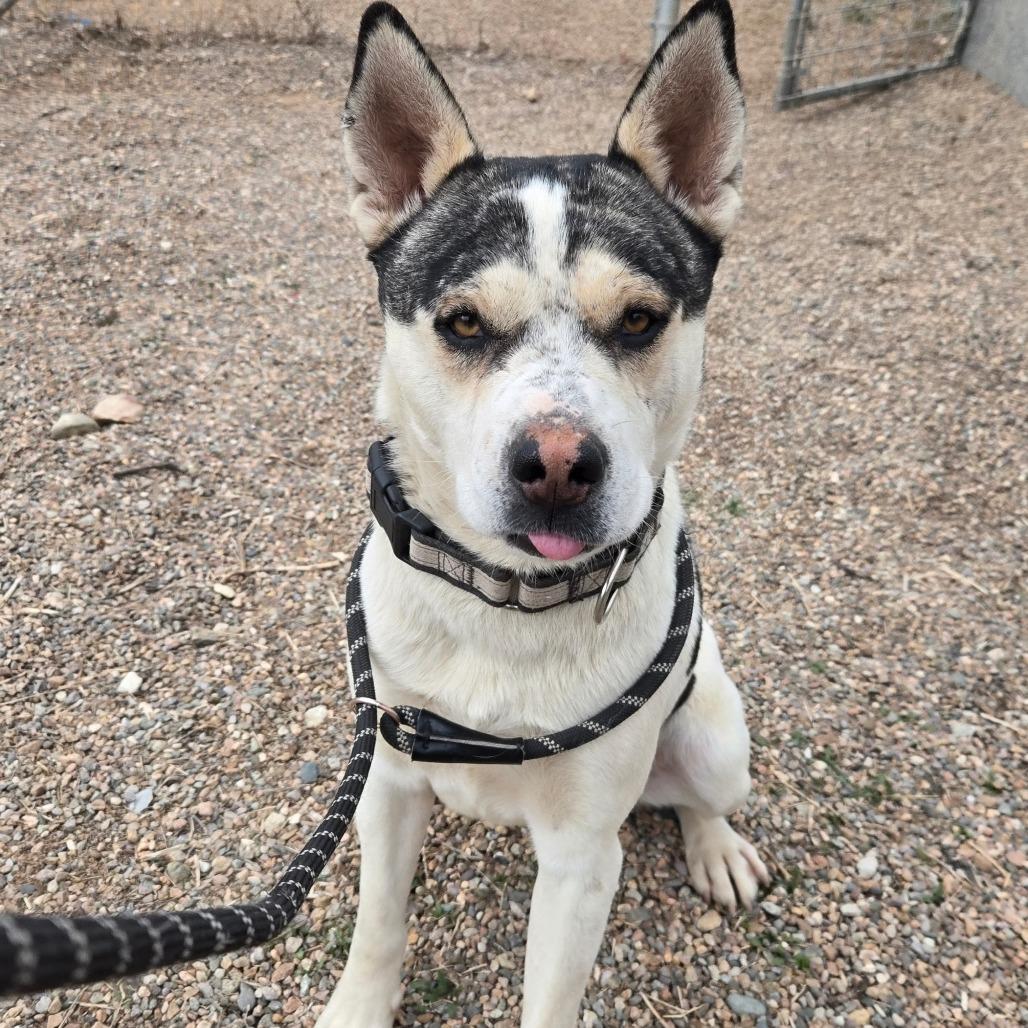 Enlarge Jimmy, a Adoptable American Staffordshire Terrier in Taos, NM image 5/6